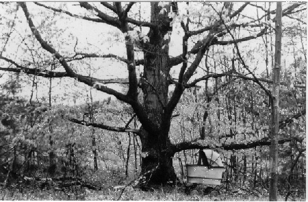 Photo of a venerable pram by the old oak tree.