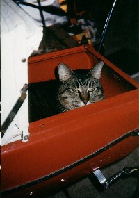 Photo of the Arbiter in the Lloyd doll pram.